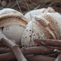 egg-1230166_1280_THUMB.jpg