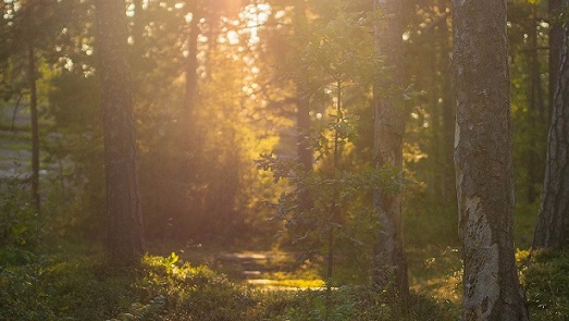 Auringonlasku metsässä