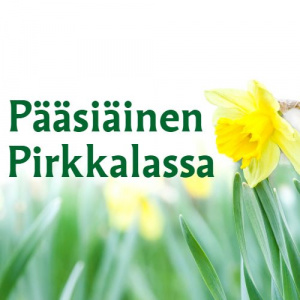 Pääsiäinen Pirkkalassa. Keltainen narsissi.