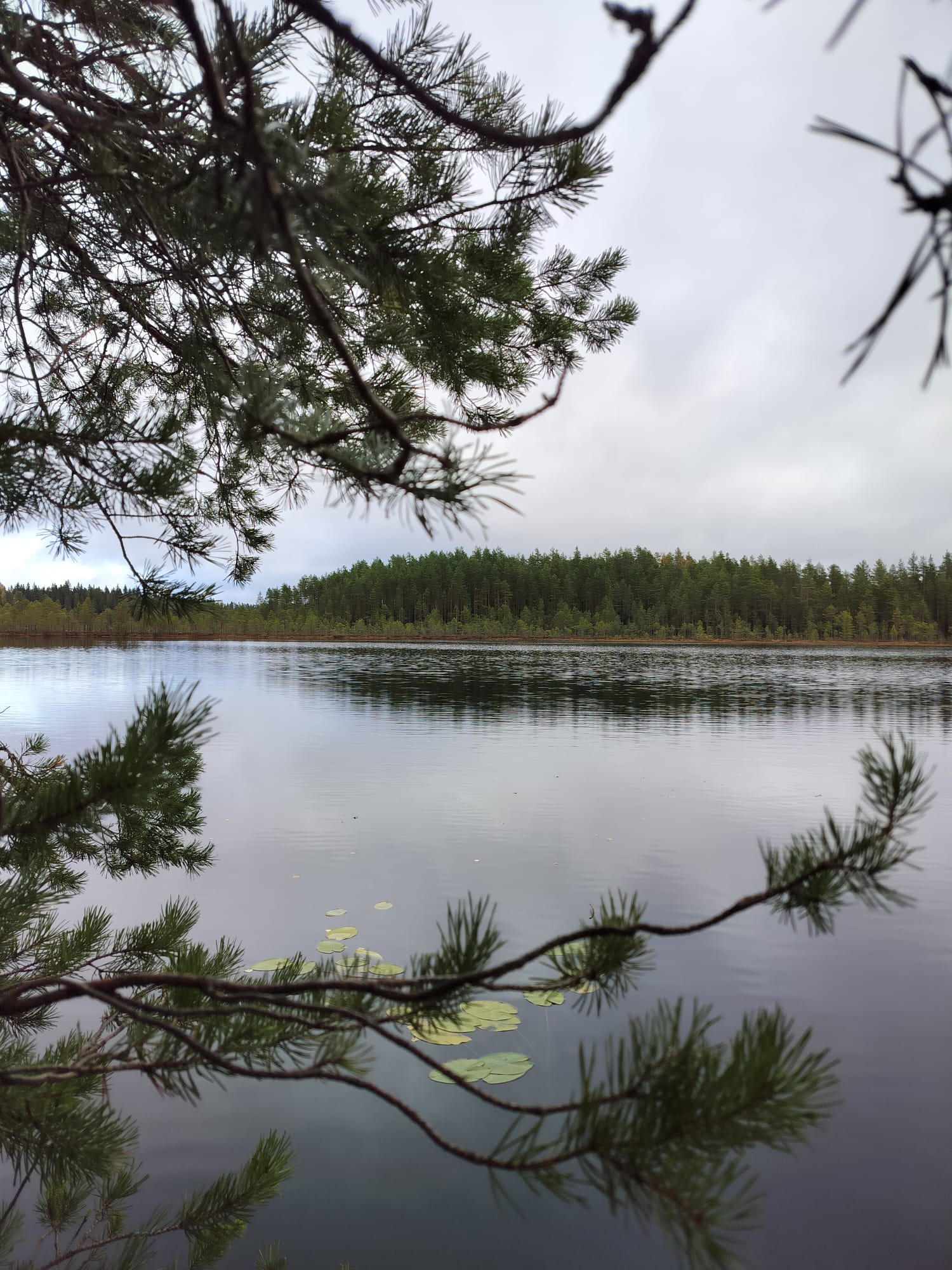 Järvi ja metsäinen maisema Seitsemisen kansallispuistossa